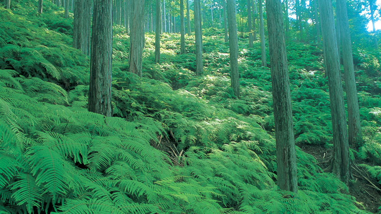 Partial application of forest-derived carbon credits generated at company-owned forests, Mitsubishi’s forests, toward making the electricity used across all of its Japan business locations carbon neutral
