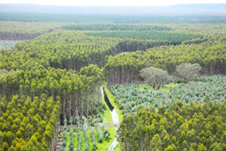 写真(オーストラリアにおけるNew Forests管理植林地)