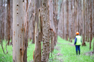 写真(オーストラリアにおけるNew Forests管理植林地)